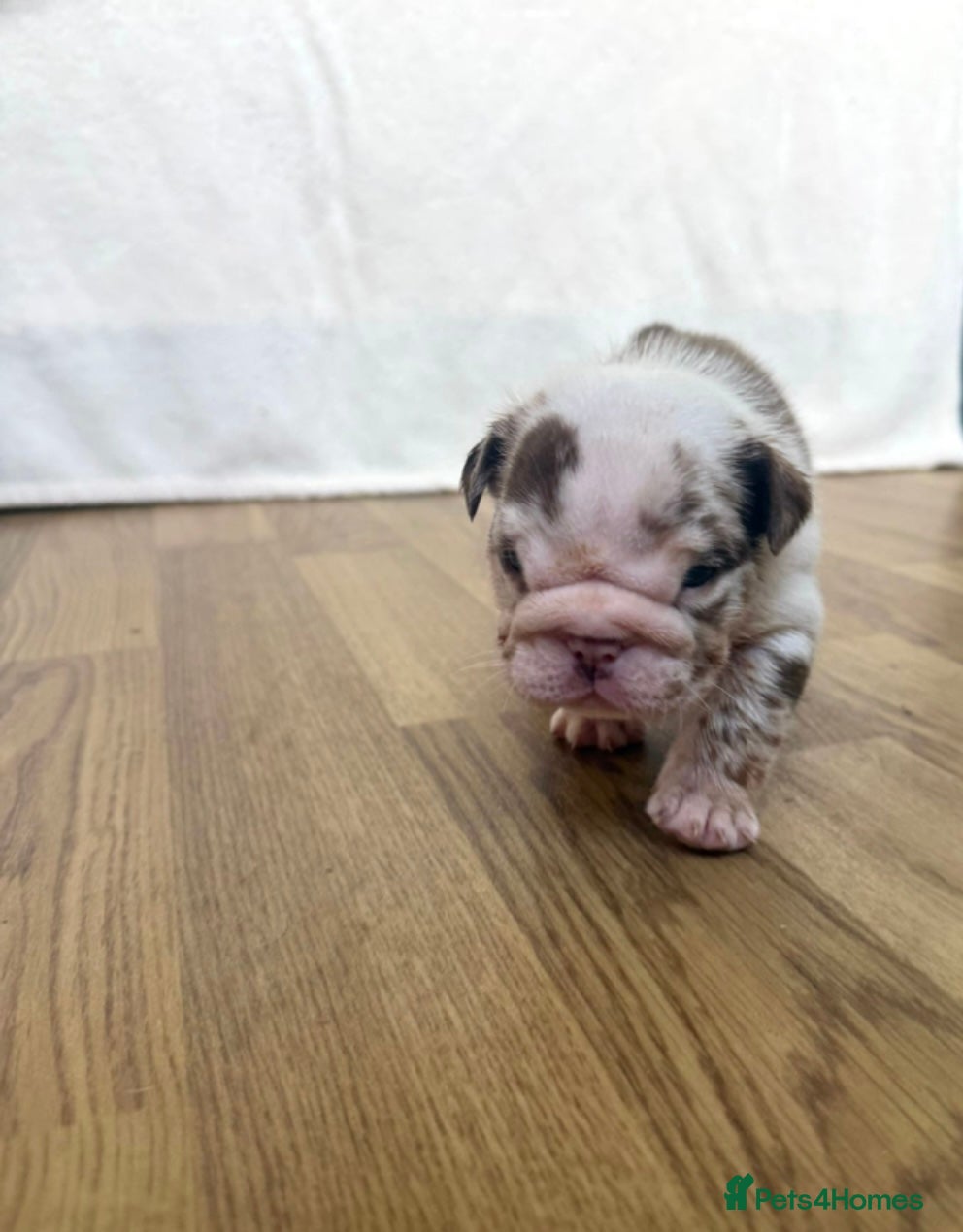 English Bulldog dogs Beautiful bulldog puppies  - Advert 1