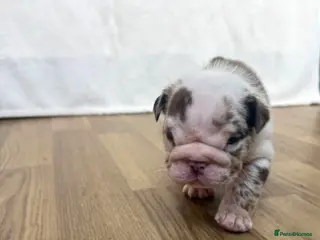 English Bulldog dogs Beautiful bulldog puppies - Advert 1