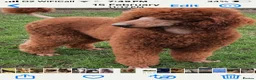 Mixed Breed dogs for sale: Fabulous Shepadoodles 2 stunning girls  - Advert 13