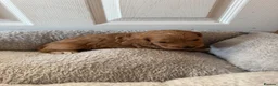 Cockapoo dogs for sale: Beautiful Cockapoo Puppies  - Advert 6