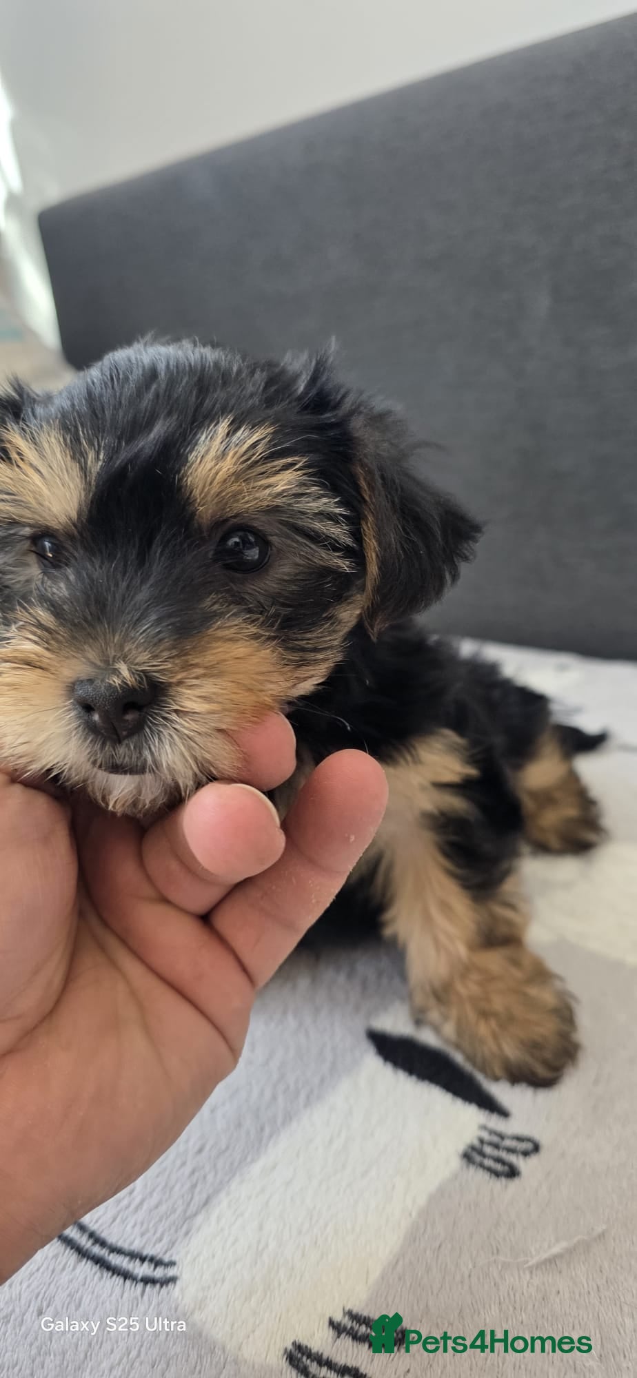 Yorkshire Terrier dogs  5- Adorable Yorkshire Terrier Puppies  - Advert 2
