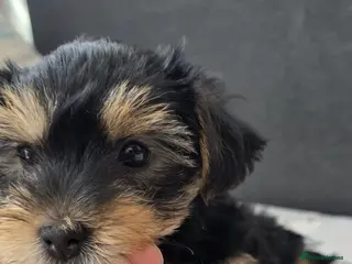 Yorkshire Terrier dogs 5- Adorable Yorkshire Terrier Puppies - Advert 2