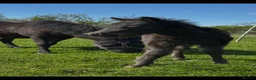 Miniature horses for sale: Falabella blend colt - Advert 20
