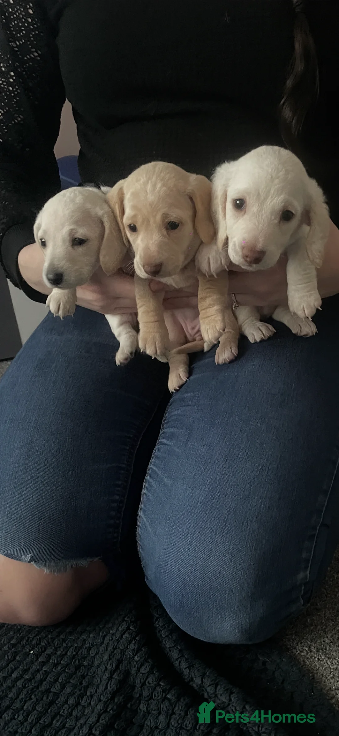 Dachshund dogs for sale: Beautiful litter of Dachshund puppies - Advert 2