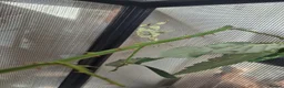 Stick Insects invertebrates for sale: Colony of Macleay's spectres - Advert 8