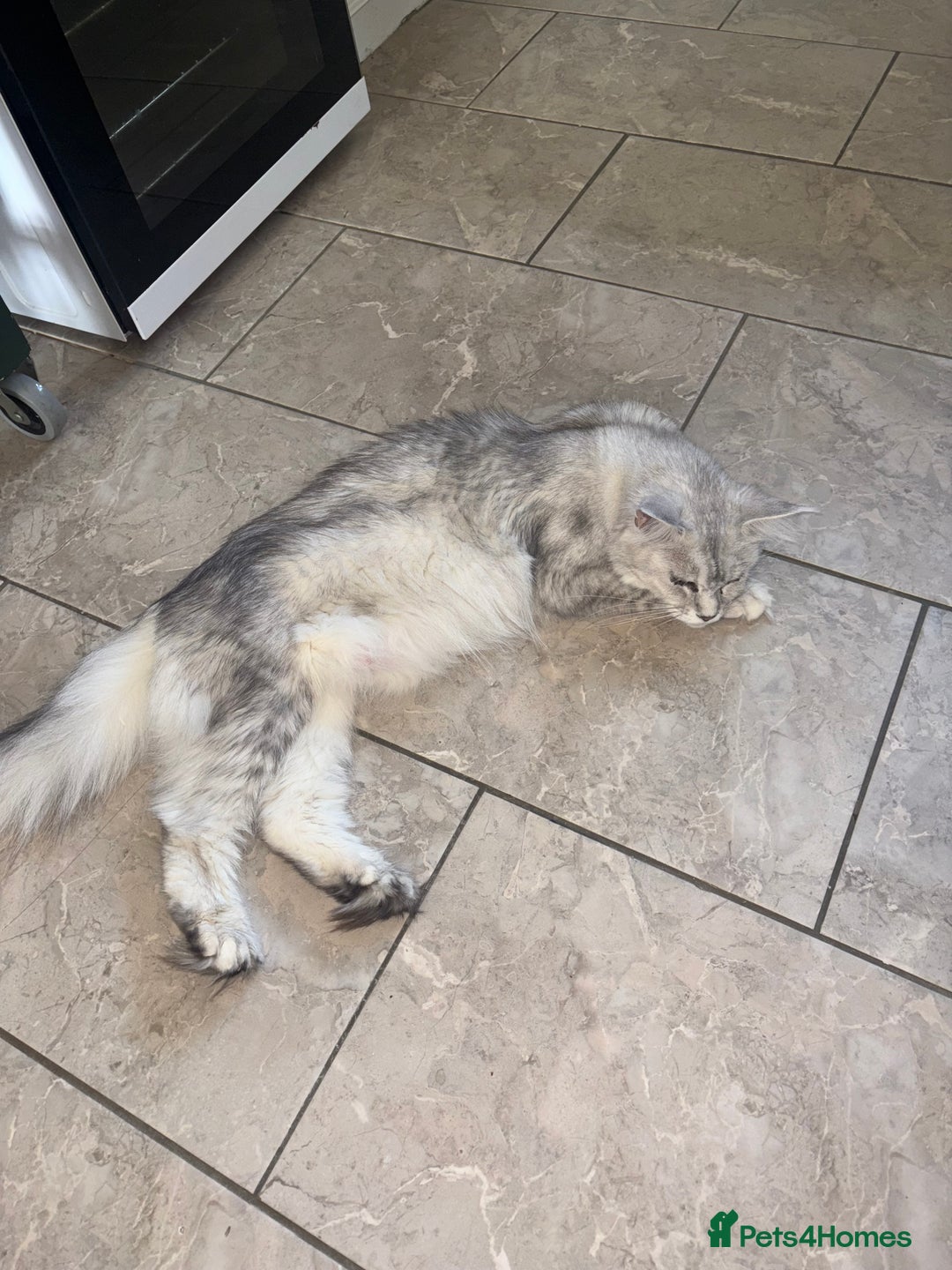 Maine Coon cats for sale: Beautiful Maine coon kittens TICA registered  - Image 16
