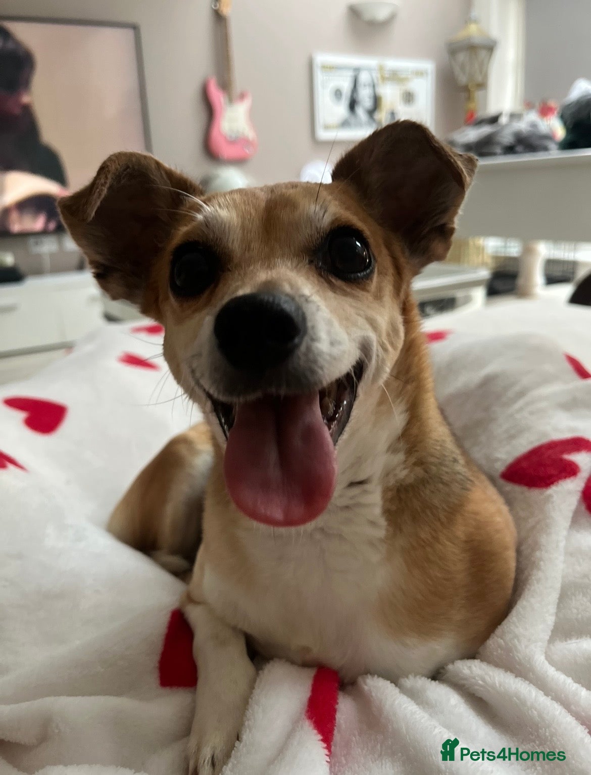 Jack Chi dogs New home needed for my dog Rocco  - Advert 1