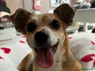 Jack Chi dogs New home needed for my dog Rocco - Advert 1