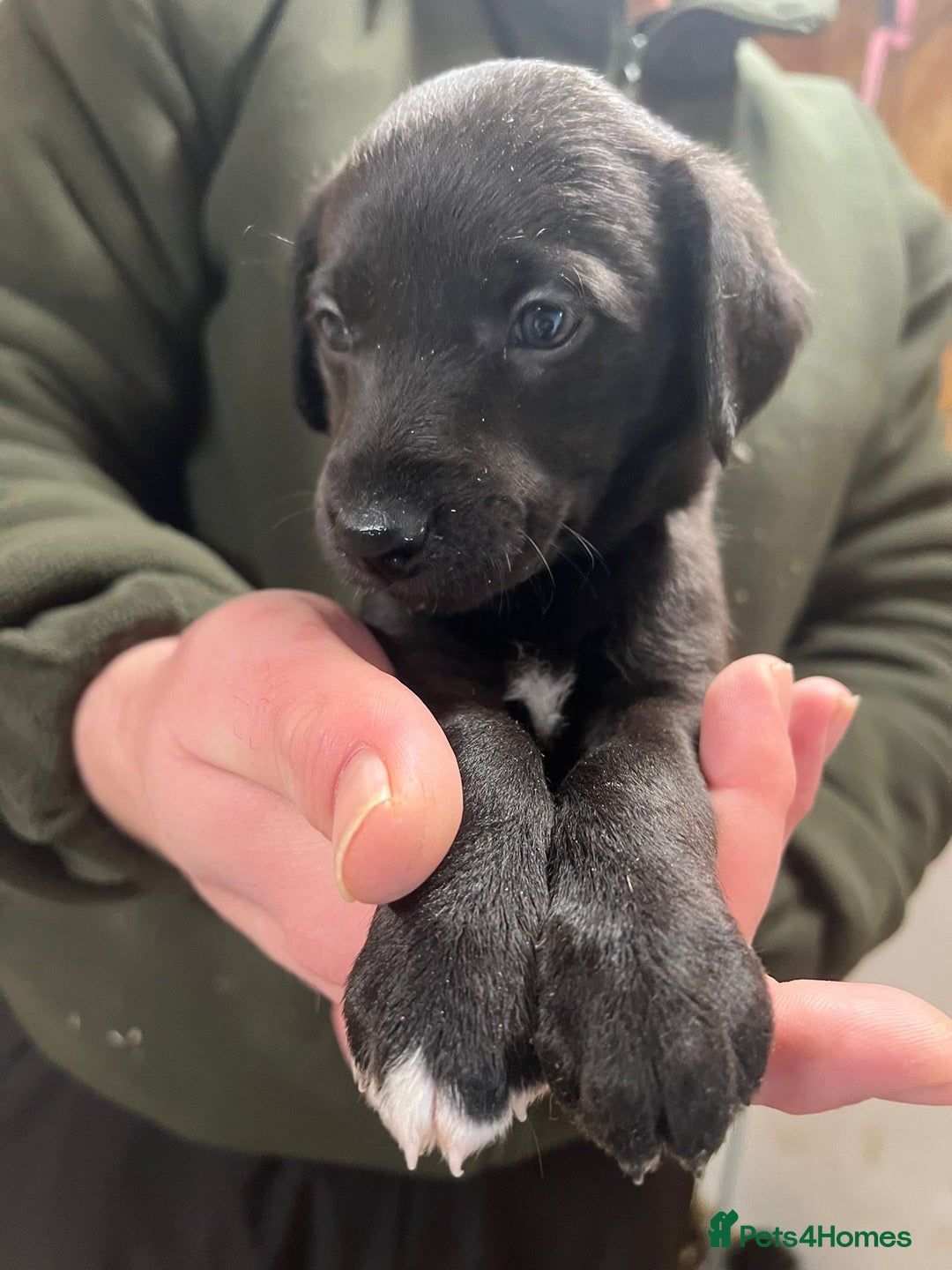 Mixed Breed dogs for sale: F1 Beddy whippets  - Advert 10