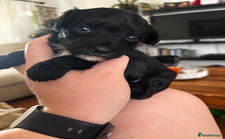 Chinese Crested dogs - Advert 1
