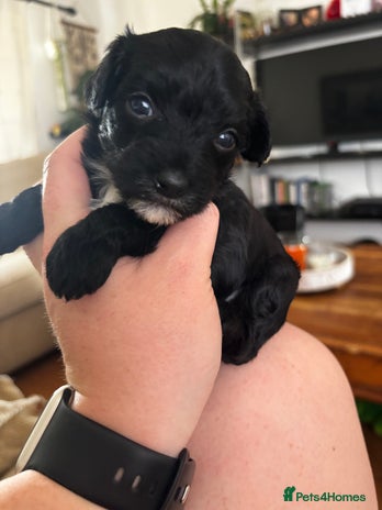 Chinese Crested dogs - Advert 3