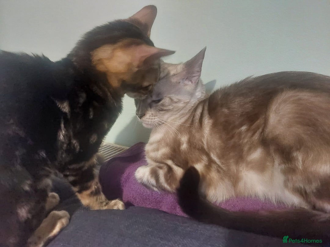 Bengal cats for sale: Female Bengal Kitten £400 - Image 6