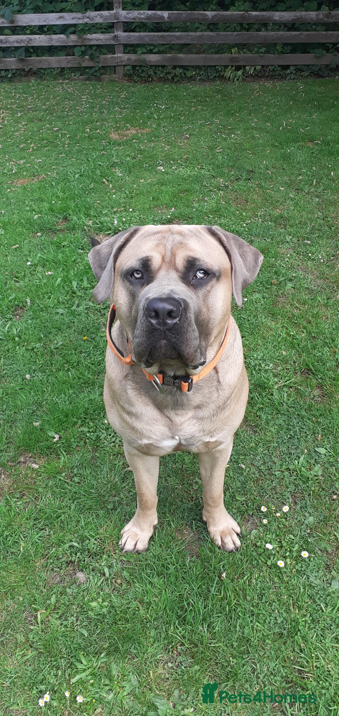 Cane Corso dogs for sale: Cane còrso for sale in Leeds - Advert 1