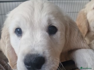 Golden Retriever dogs - Advert 3