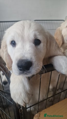Golden Retriever dogs - Advert 7
