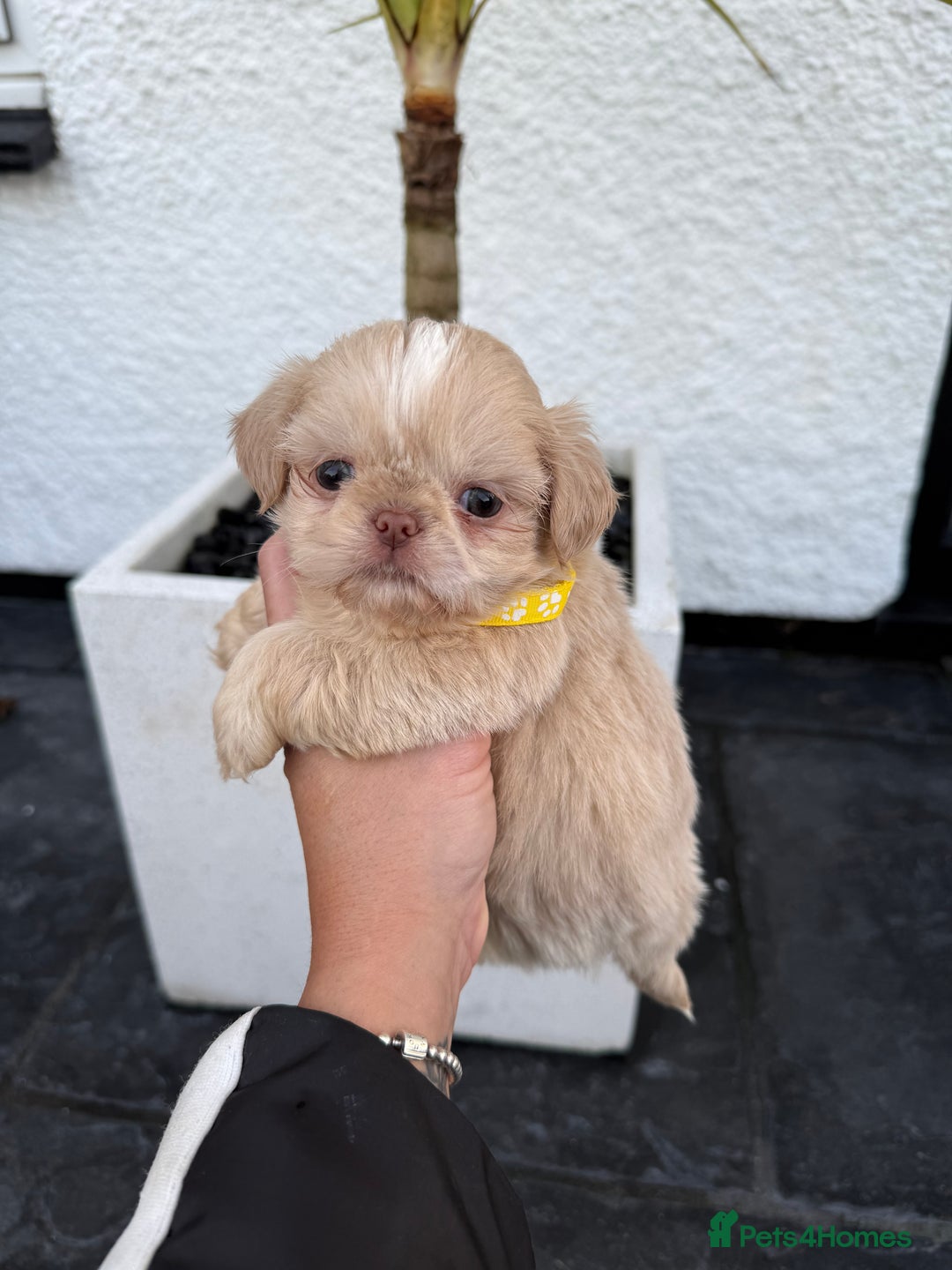 Shih Tzu dogs for sale: IMRERIAL SHIHTZU PUPPIES - Advert 6