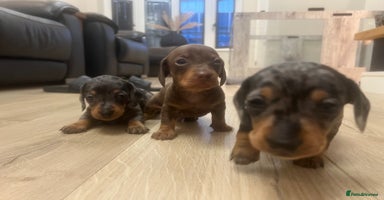 Miniature Dachshund dogs - Advert 8
