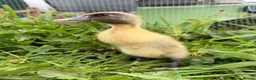 Ducks poultry for sale: 5 Indian Runner Ducklings  - Advert 7