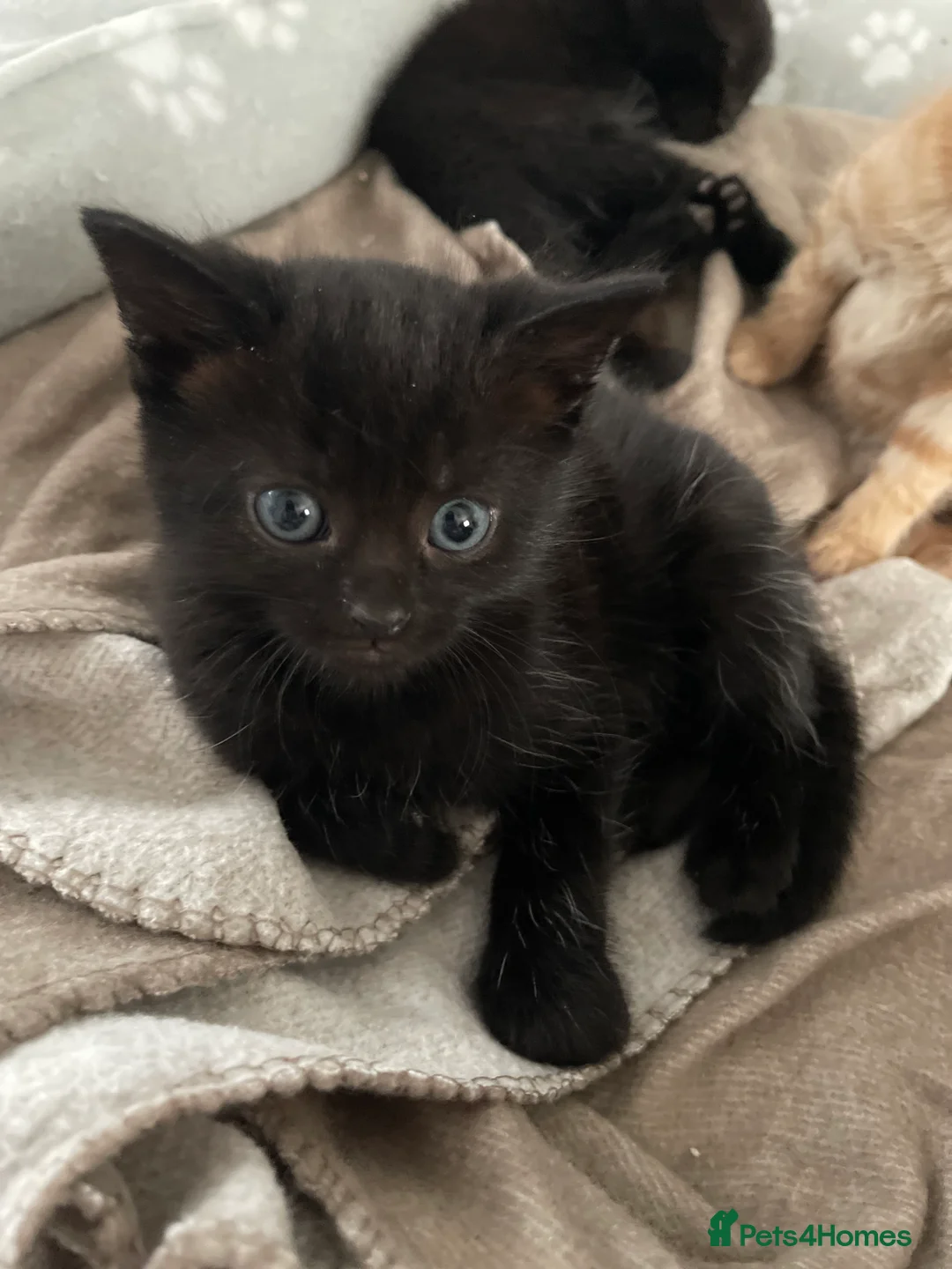 Mixed Breed cats for sale: 1 black male and 1 black female  - Advert 5