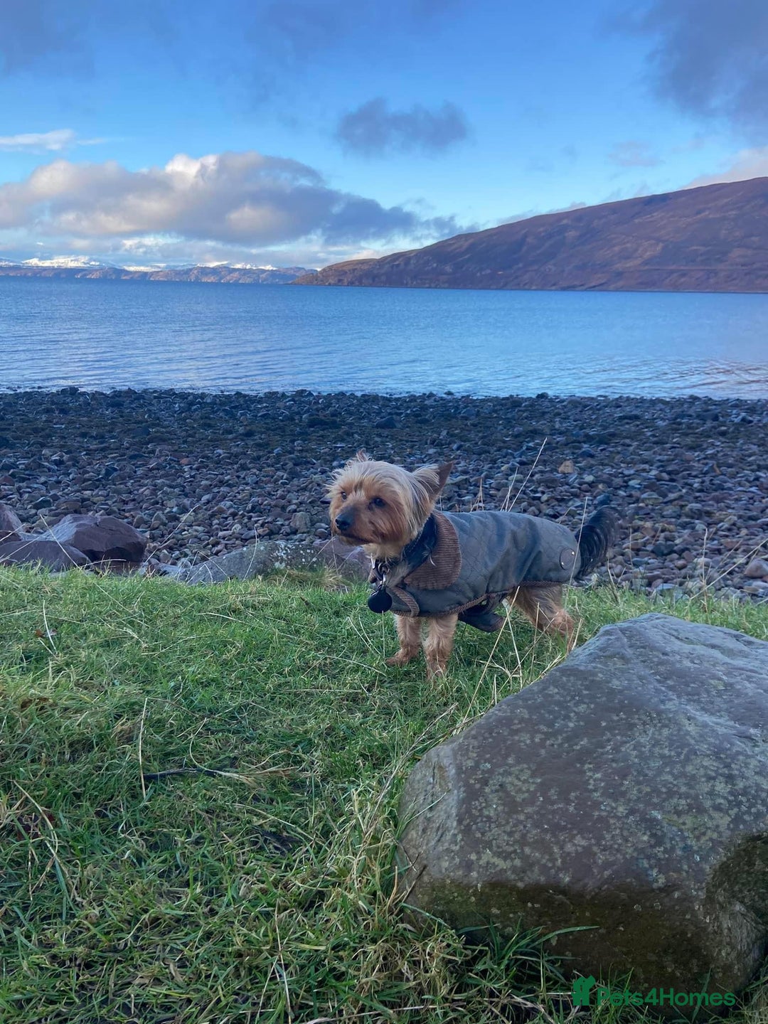 Yorkshire Terrier dogs for stud: Magnificent Yorkie Stud  - Advert 9