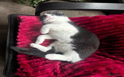 Scottish Fold cats for sale: Very sweet Scottish fold boy  - Image 7