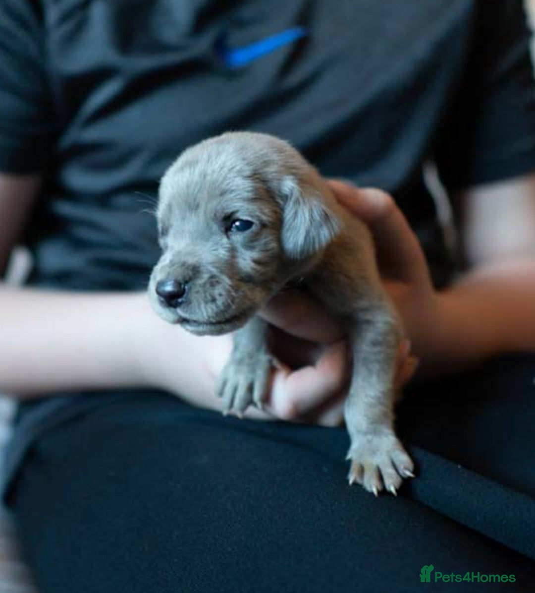 Great Dane dogs for sale: KC Registered Great Danes - Stunning Litter  - Advert 7