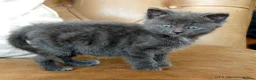 Mixed Breed cats for sale: Gorgeous Rag Doll/Maine Coon/Russian Blue X - Advert 17