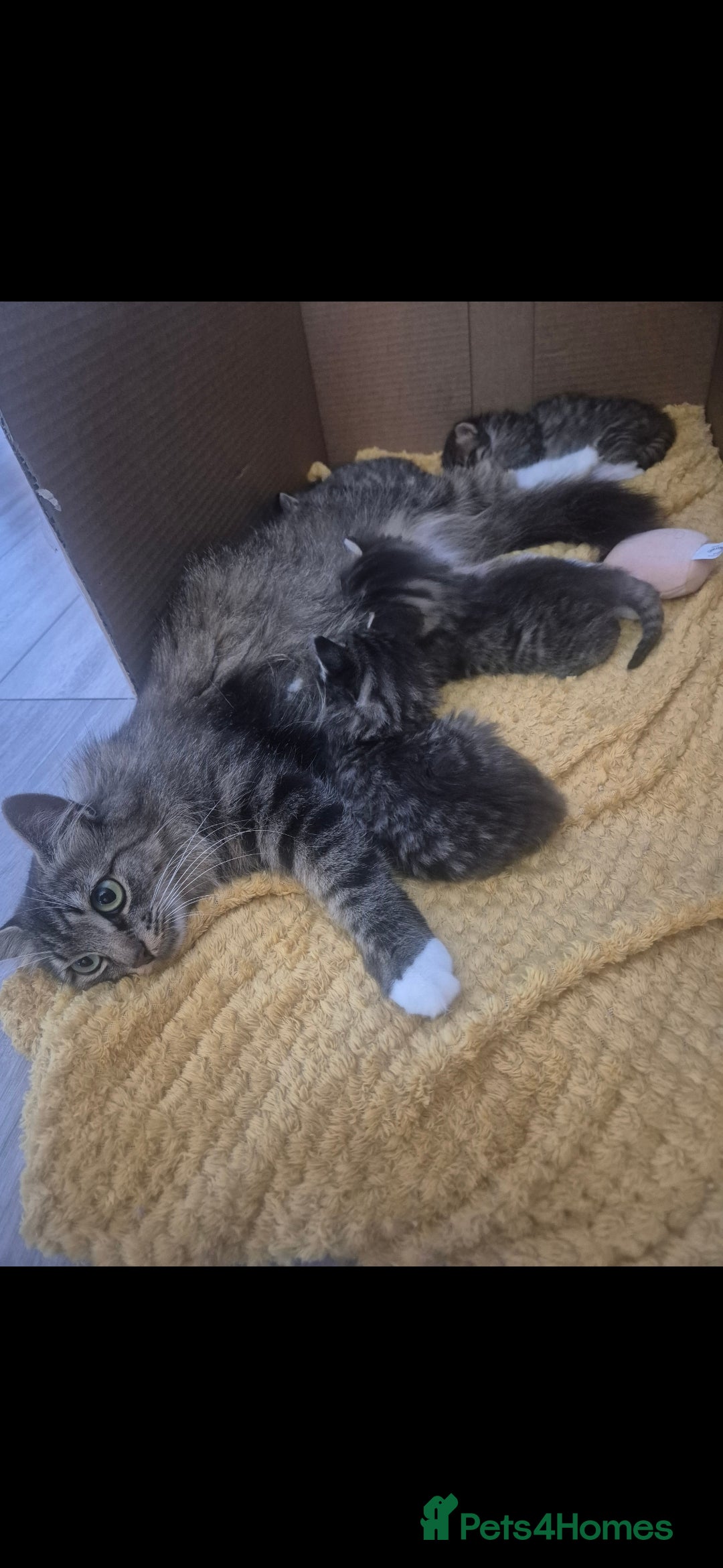 Mixed Breed cats for sale: kittens - Image 16