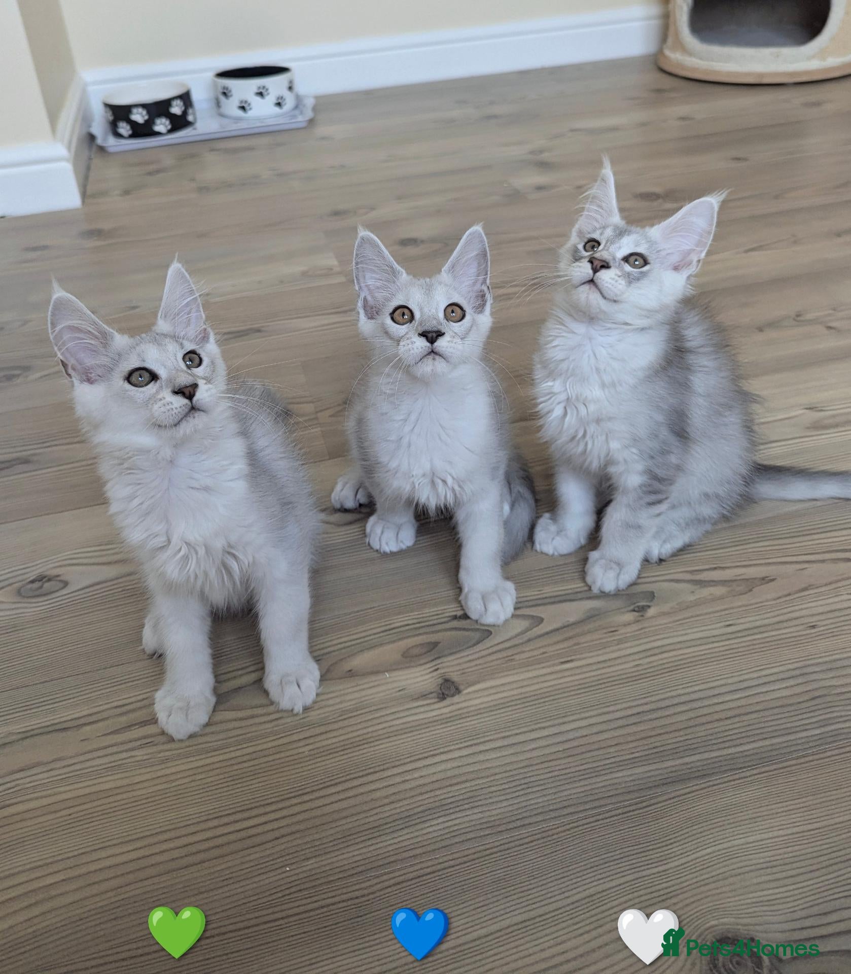 Maine Coon cats Ticked & Shaded Maine Coon Kittens  - Advert 1