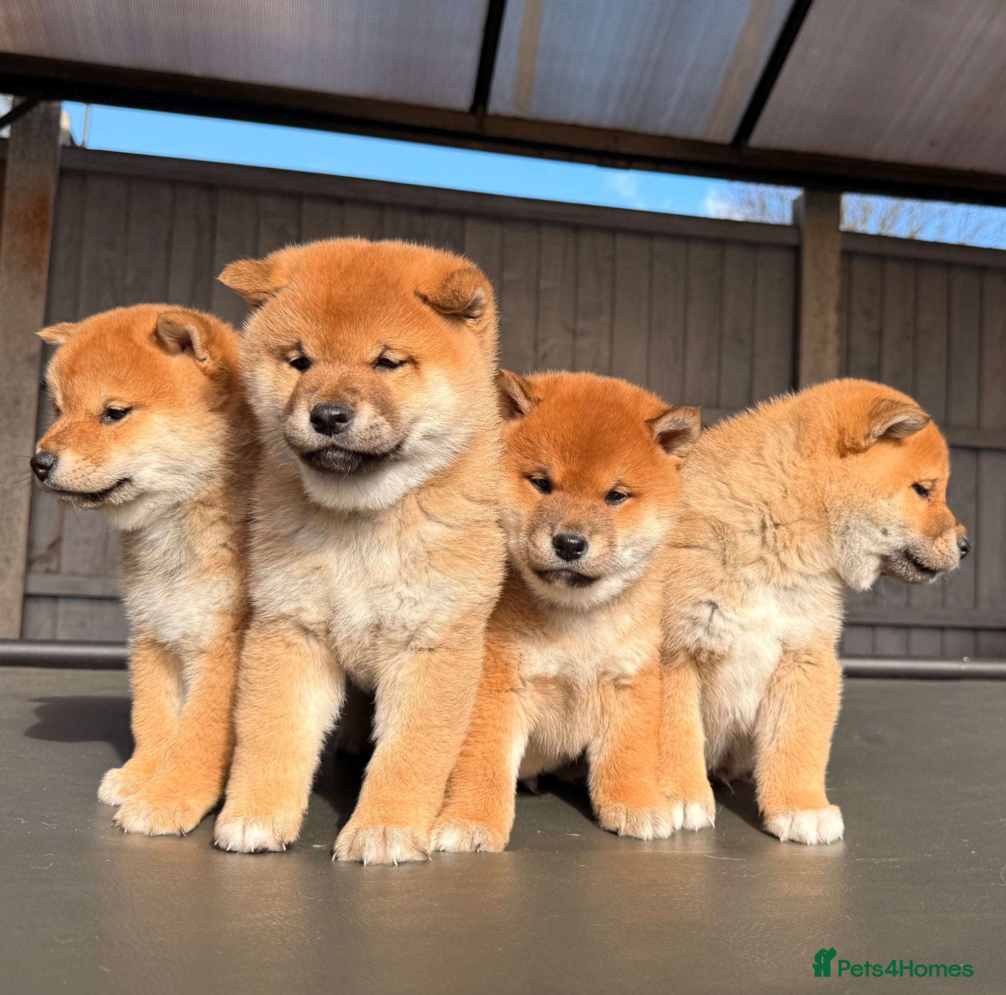 Japanese Shiba Inu dogs Clear DNA red Shiba Inu puppy champion parents - Advert 6