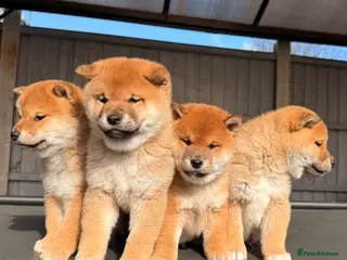 Japanese Shiba Inu dogs Clear DNA red Shiba Inu puppy champion parents - Advert 5