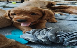 Mixed Breed dogs for sale: ✨Health Tested Australian Labradoodles ✨ - Image 31