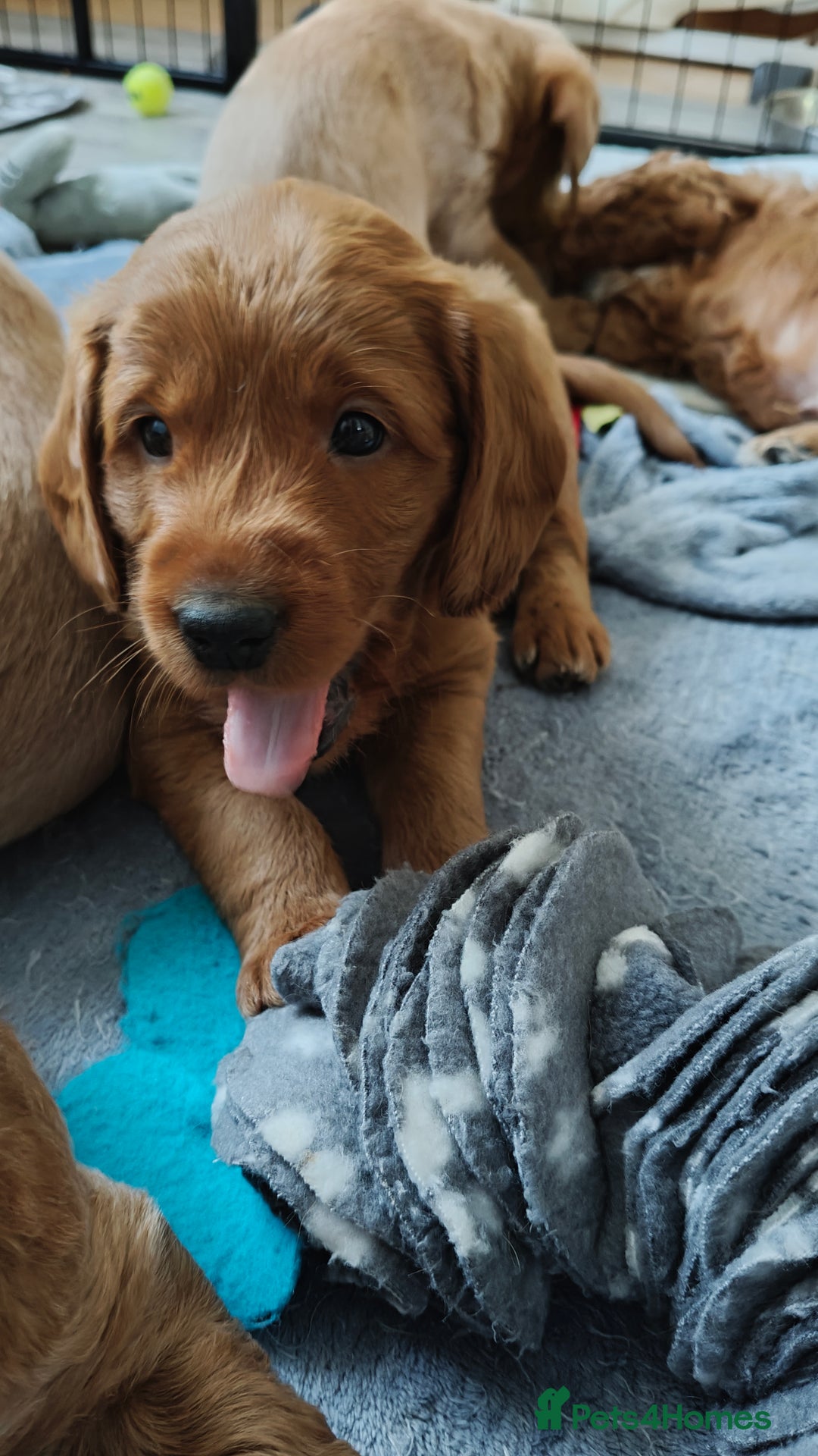 Mixed Breed dogs for sale: ✨Health Tested Australian Labradoodles ✨ - Image 31