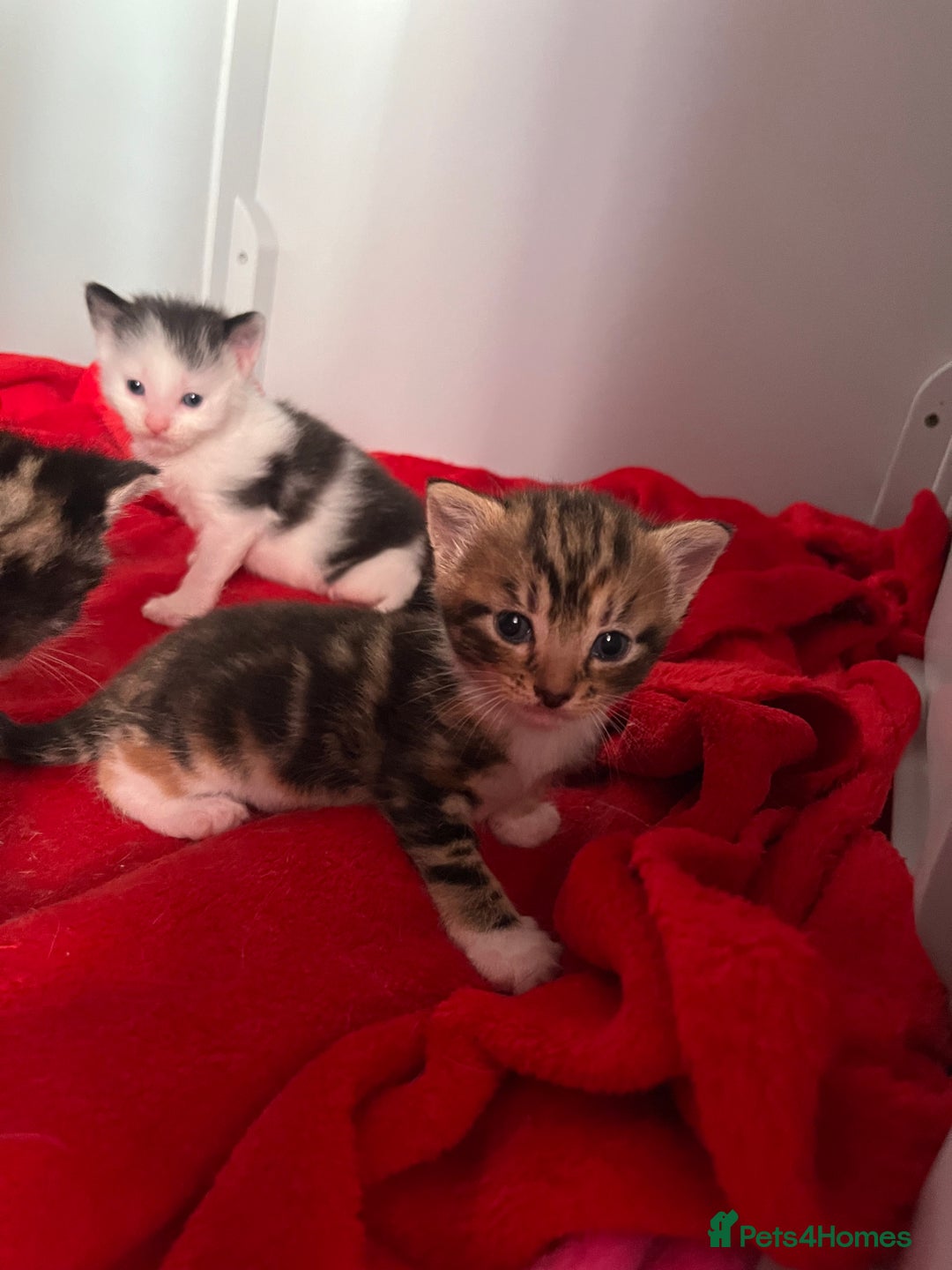 Domestic Shorthair cats for sale: Beautiful Kittens  in Godalming - Image 15