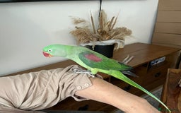 Parakeets birds for sale: Alexandrine Parrot for sale - Image 3
