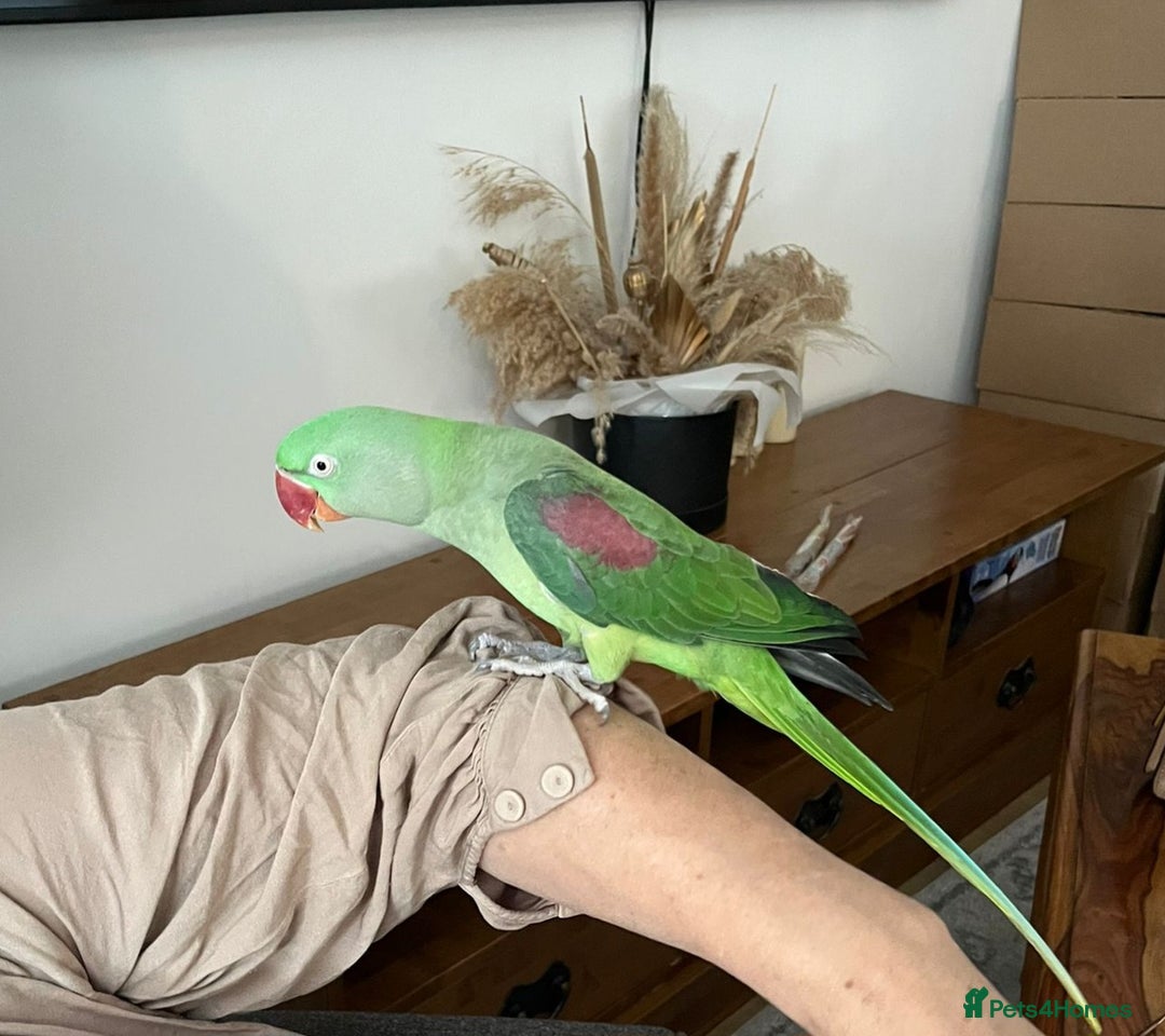 Parakeets birds for sale: Alexandrine Parrot for sale - Image 3