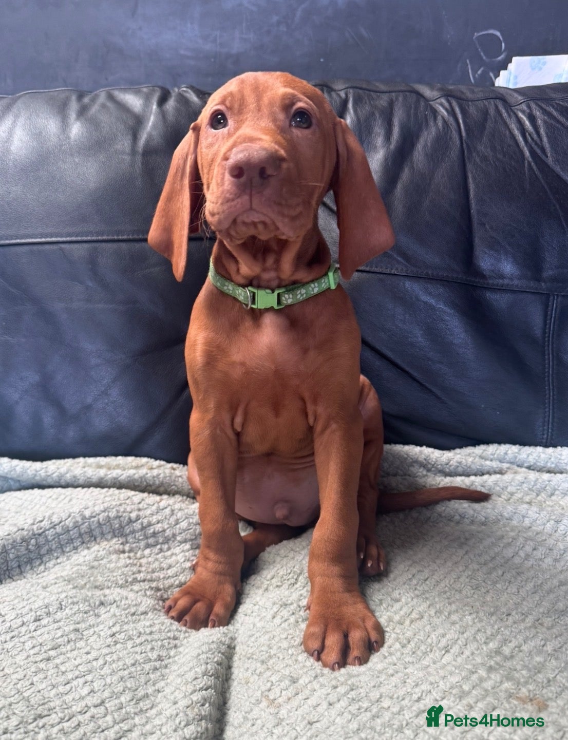 Hungarian Vizsla dogs Gorgeous Hungarian Vizsla puppies  - Advert 7