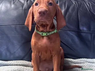 Hungarian Vizsla dogs Gorgeous Hungarian Vizsla puppies - Advert 7