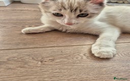Ragdoll cats for sale: Ragdoll female - Image 4
