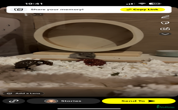 Hamster rodents - Advert 2