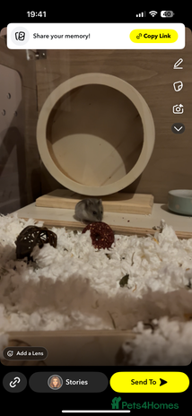 Hamster rodents - Advert 5