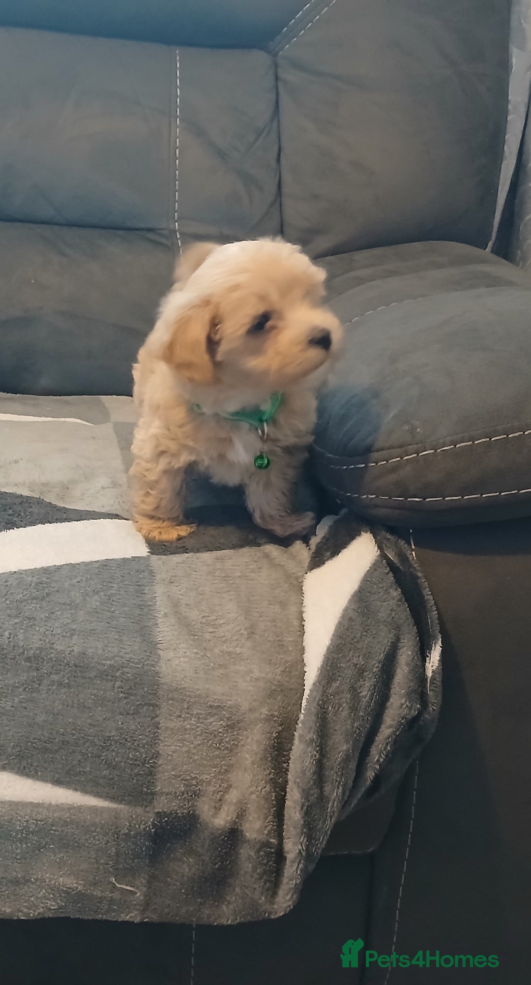 Maltipoo dogs for sale: Maltipoo puppies - Advert 6