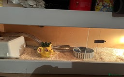 Corn Snake reptiles for sale: Female Corn Snake - Image 6