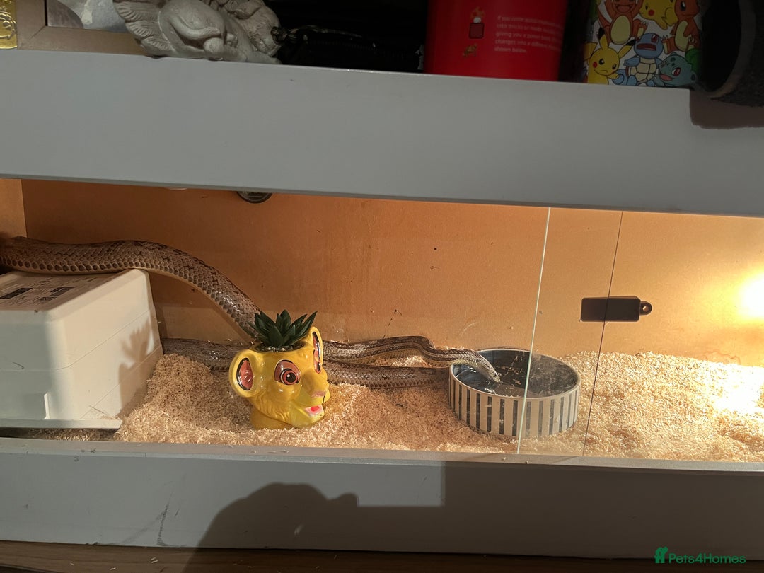 Corn Snake reptiles for sale: Female Corn Snake - Image 6