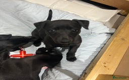 Whippet dogs for sale: 🐾 KC Registered Black Whippet Puppies 🐾 - Image 18