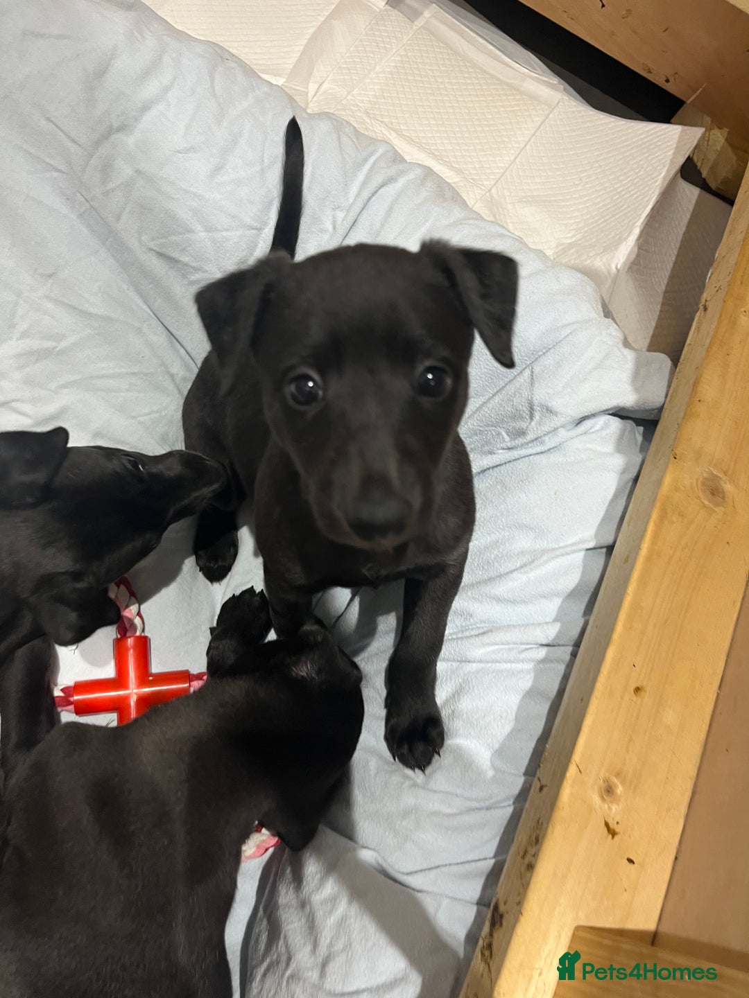 Whippet dogs for sale: 🐾 KC Registered Black Whippet Puppies 🐾 - Image 18