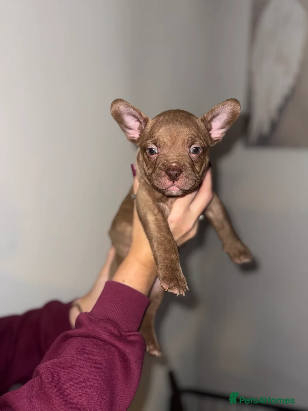 Mixed Breed dogs for sale: French bulldog / pocket bully puppies in Witham - Advert 2