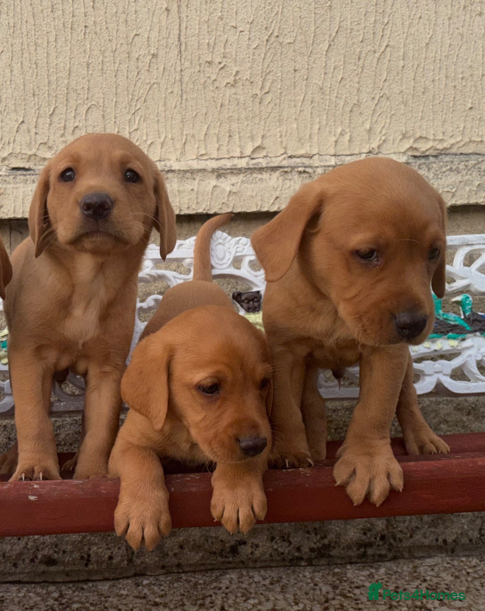 Labrador Retriever dogs 3 Fox Red Labrador Puppies - Advert 2
