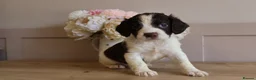 English Springer Spaniel dogs for sale: Beautiful English Springer spaniel pups - Advert 14