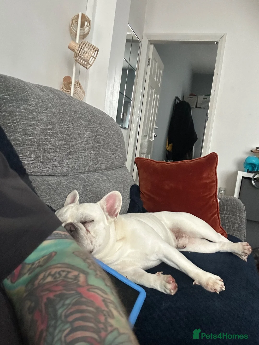 French Bulldog dogs for sale: 3 year old French Bulldog looking for loving home. in Heanor - Advert 8